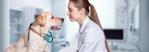 Basisopleiding Dierenartsassistent Paraveterinair