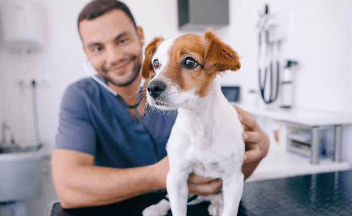 Dierenartsassistent